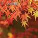 紅葉の木々も空気もきれい！秋も深まる11月の童謡　4選