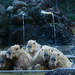 見るだけで癒される！カピバラ温泉のある動物園・水族館【関東】