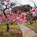 子連れでお花見を楽しめる！関西の梅の名所 4選
