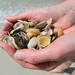 海の思い出の「貝殻」はどう保存する？洗い方と工作ガイド