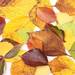 秋の自然を楽しもう！落ち葉・木の実で作るアートの作り方 - Chiik! - 3分で読める知育マガジン -