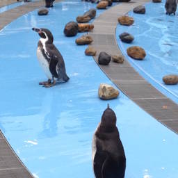 にいな にいな